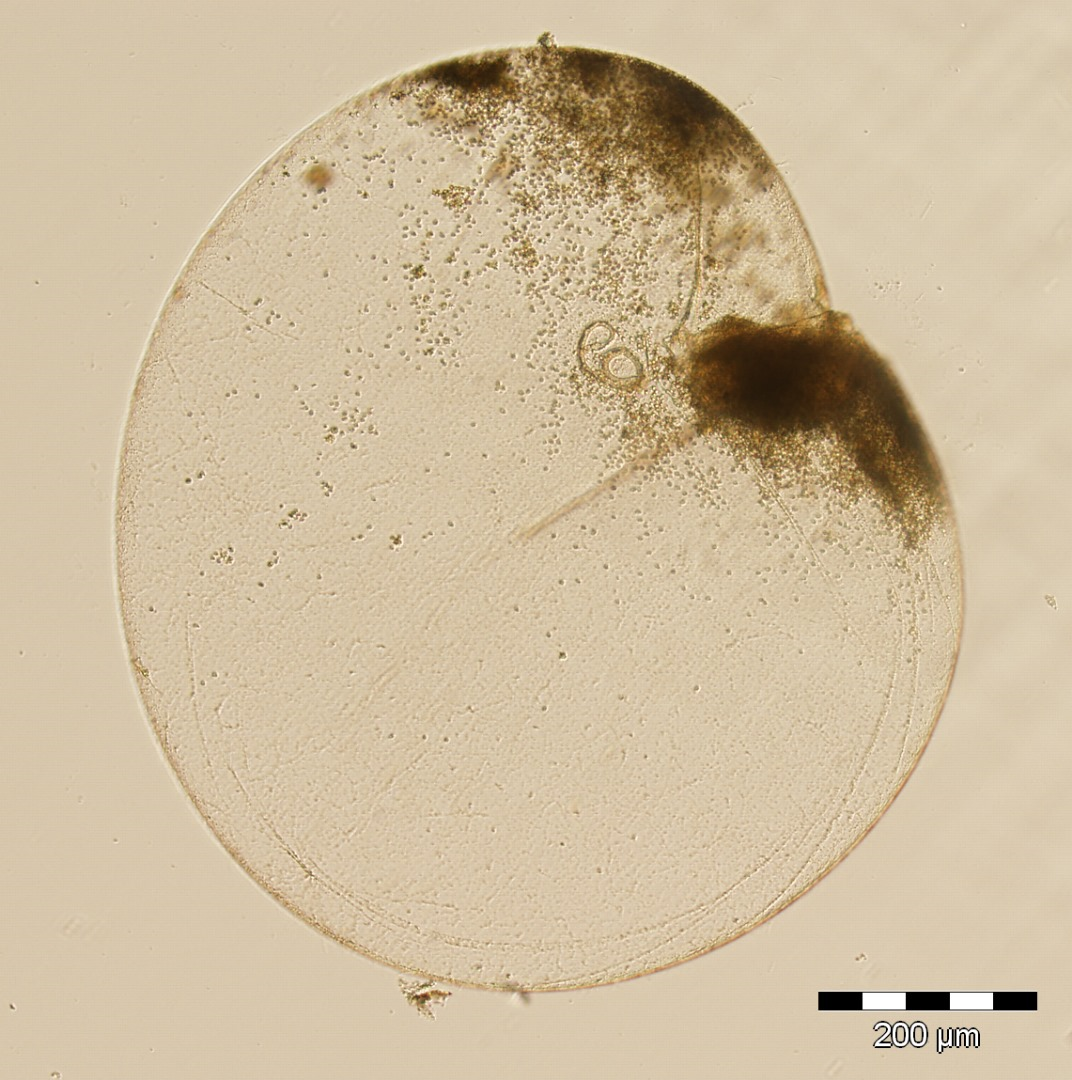 Noctiluca